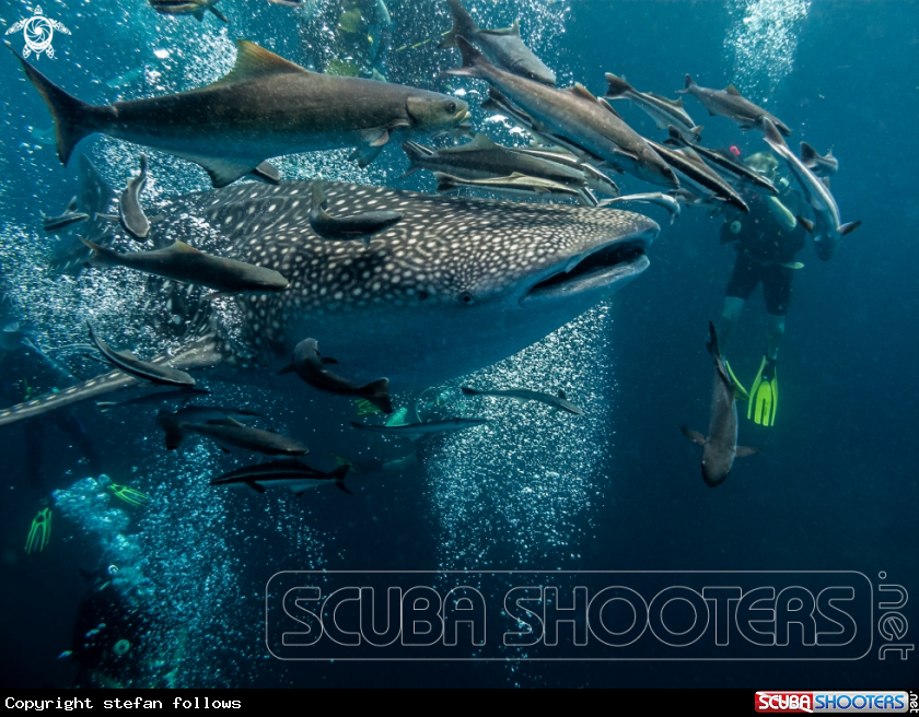 A Whale Shark