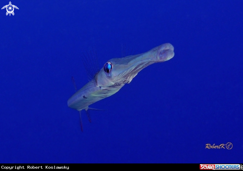 A flautist fish