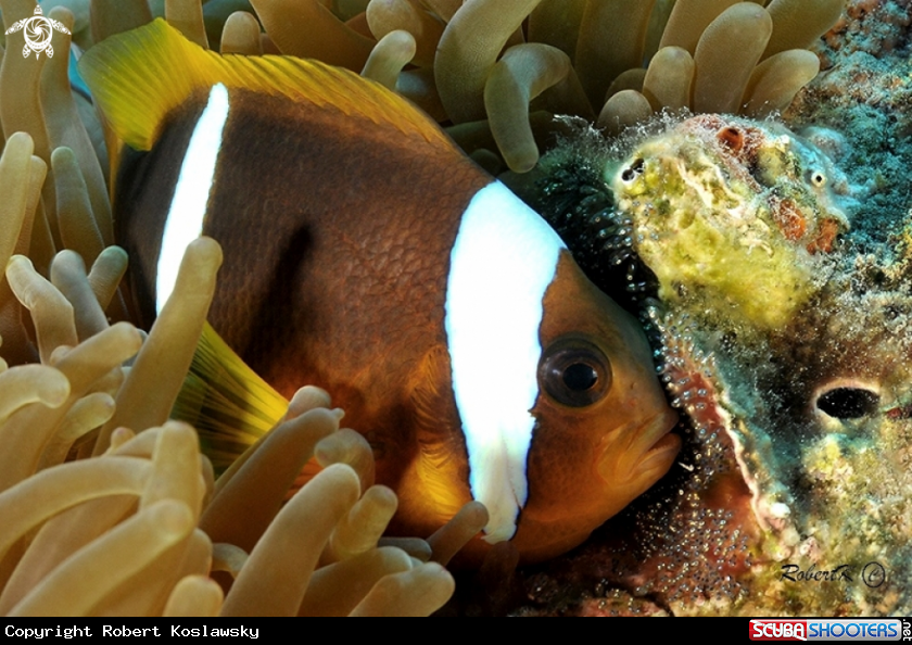 A Clownfish and its eggs