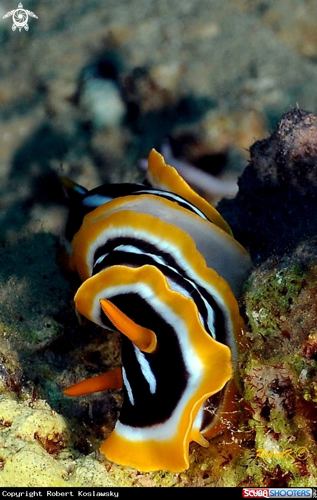 A nudibranch