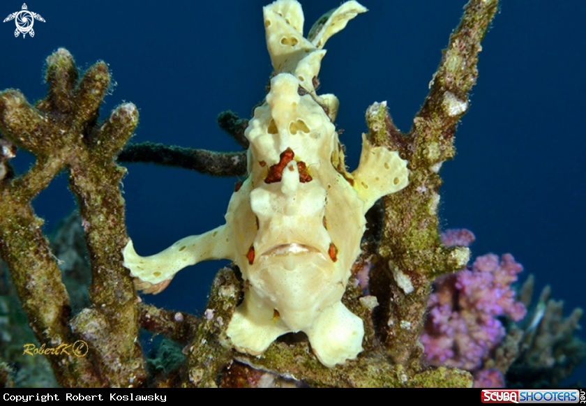 A Frogfish