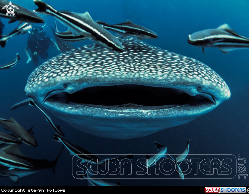 A Whale Shark