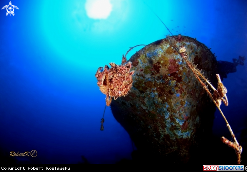 A frogfish