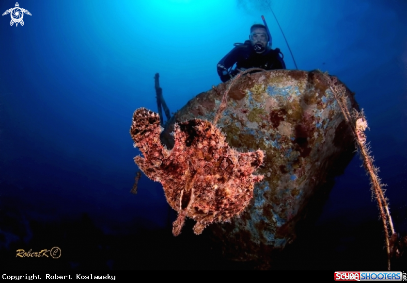 A frogfish