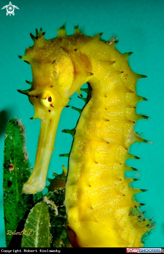 A Sea horse