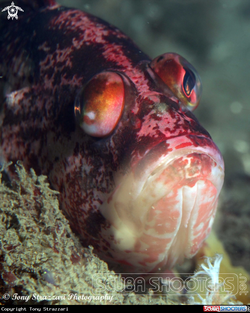 A Banded Seaperch