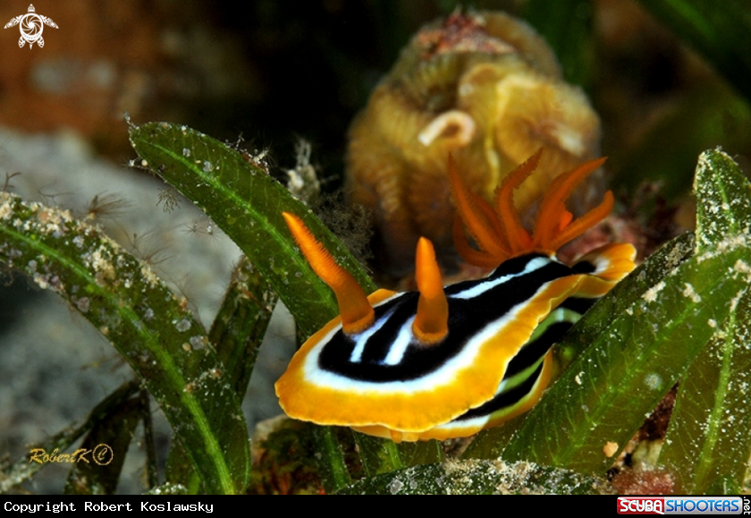 A nudibranch