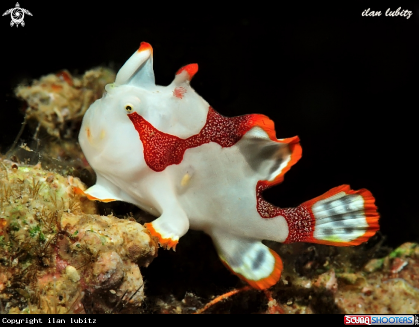 A frogfish