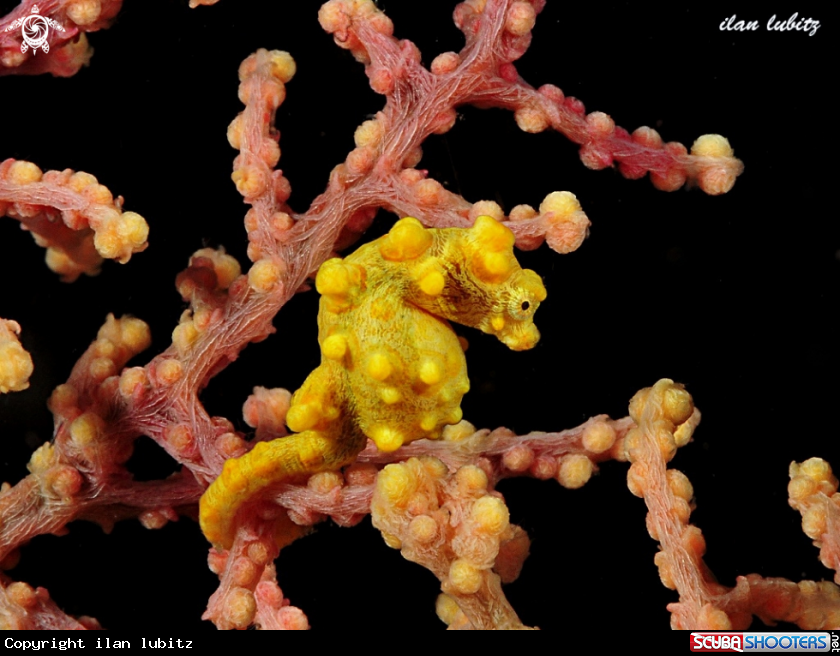 A pygmy seahorse