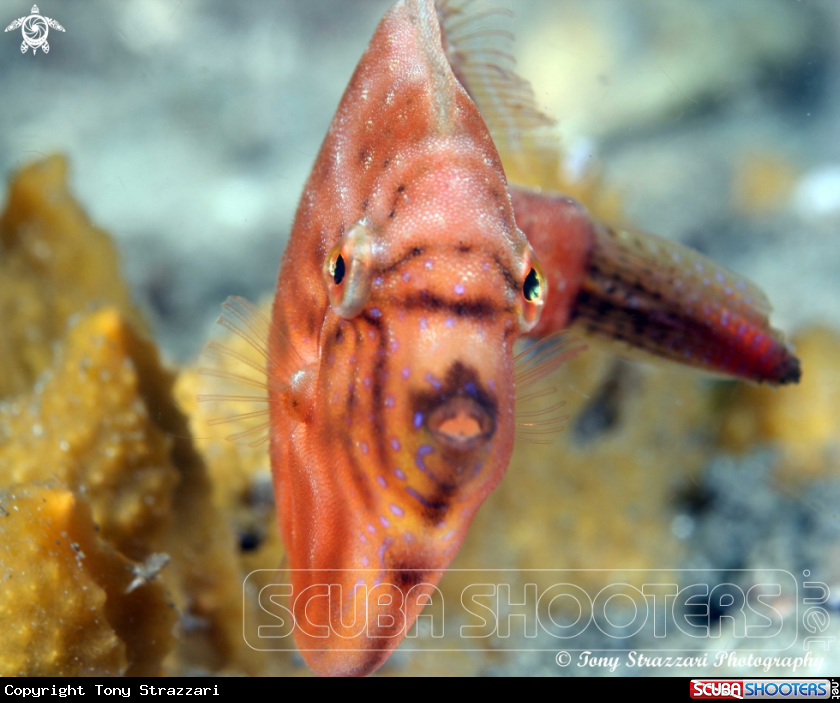 A Pygmy leatherjacket