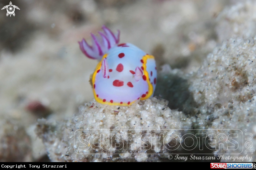 A Bennett's Hypselodoris