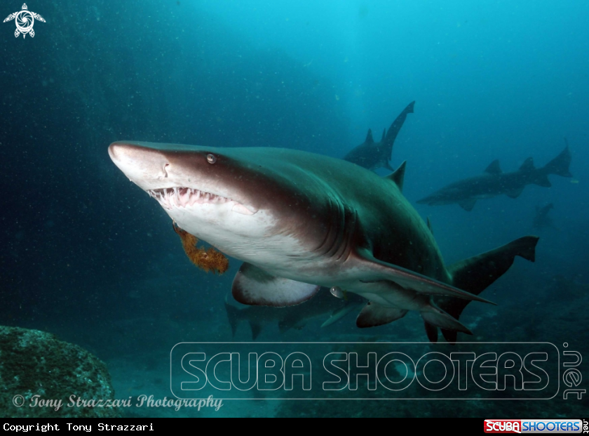 A Grey Nurse Shark (Sand Tiger, Ragged Tooth)