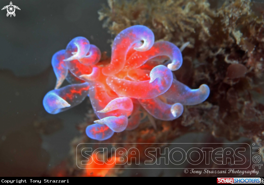 A Pink Fluffy Phyllodesmium