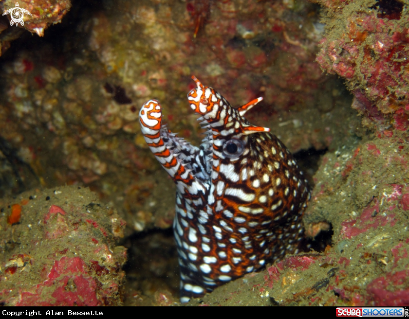 A Tiger eel