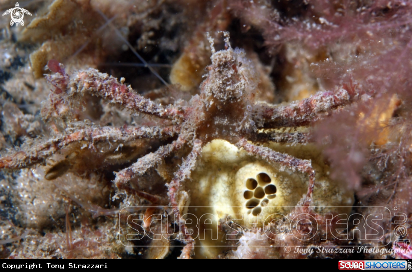 A Spider crab