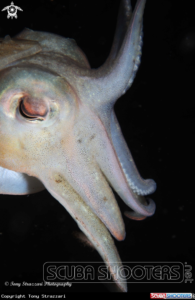 A Mourning cuttle