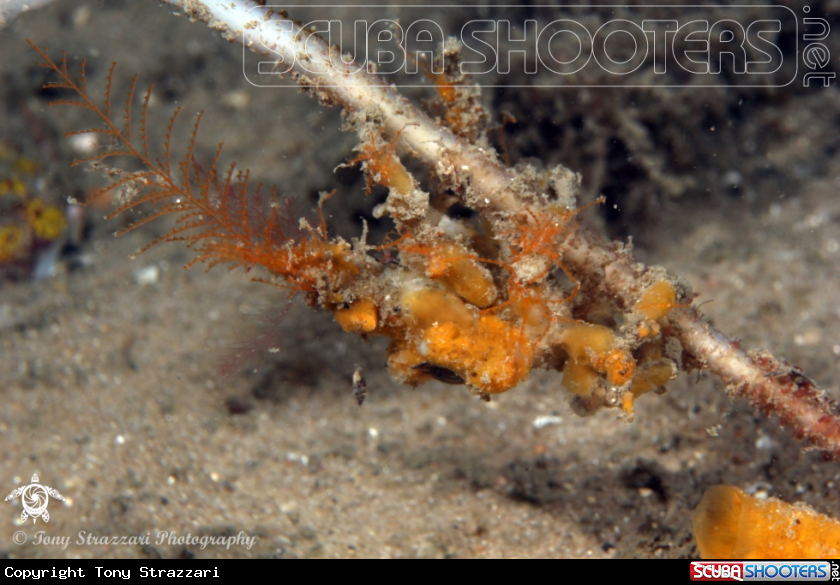 A Decorator crab