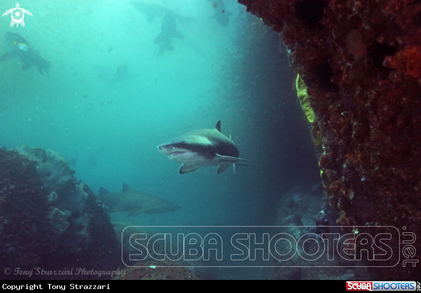 A Grey Nurse Shark (Sand Tiger, Ragged Tooth)