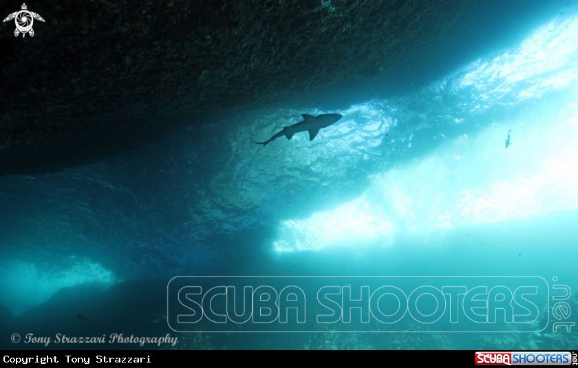 A Grey Nurse Shark (Sand Tiger, Ragged Tooth)