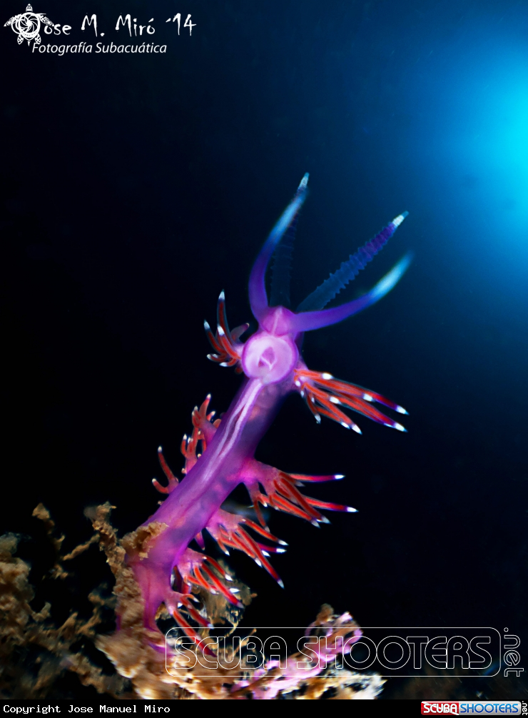 A Flabellina Affinis