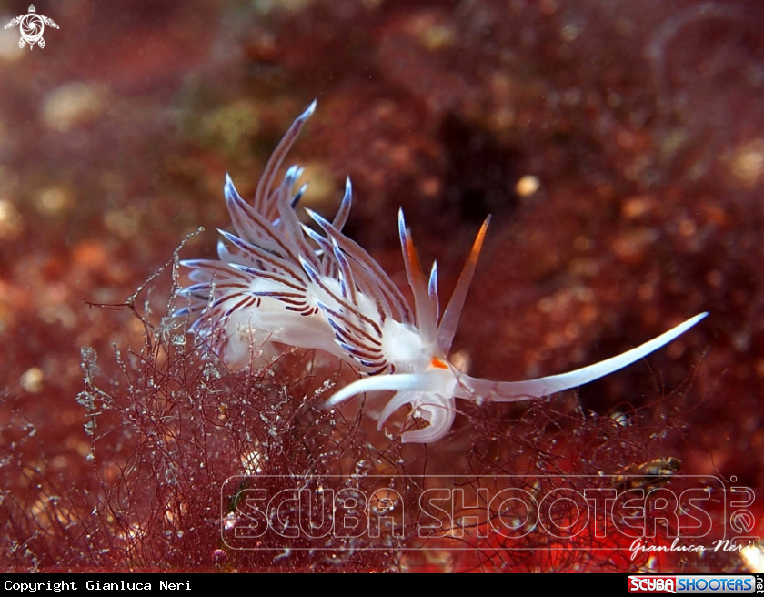 A Cratena peregrina