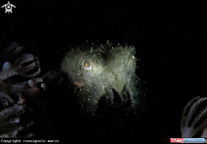 A Cuttlefish