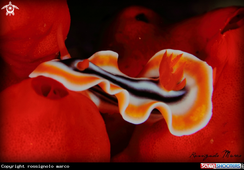 A Nudibranch Chromodorididae