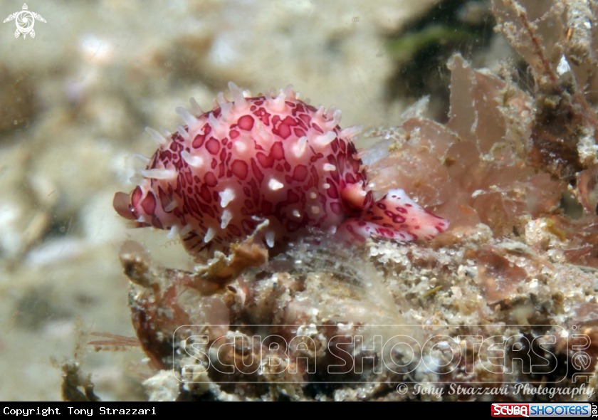 A Banded Egg Cowry