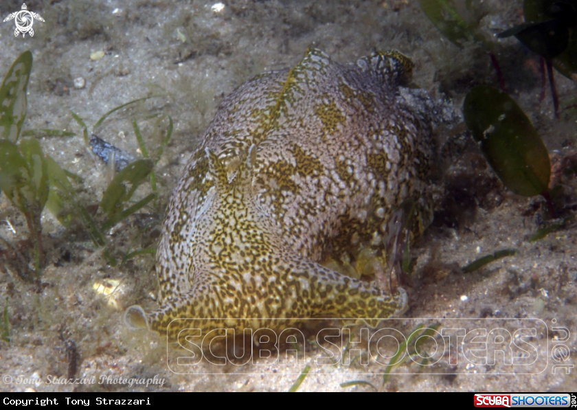 A Geographic Sea Hare