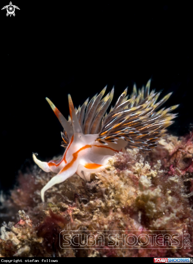 A Nudibranch