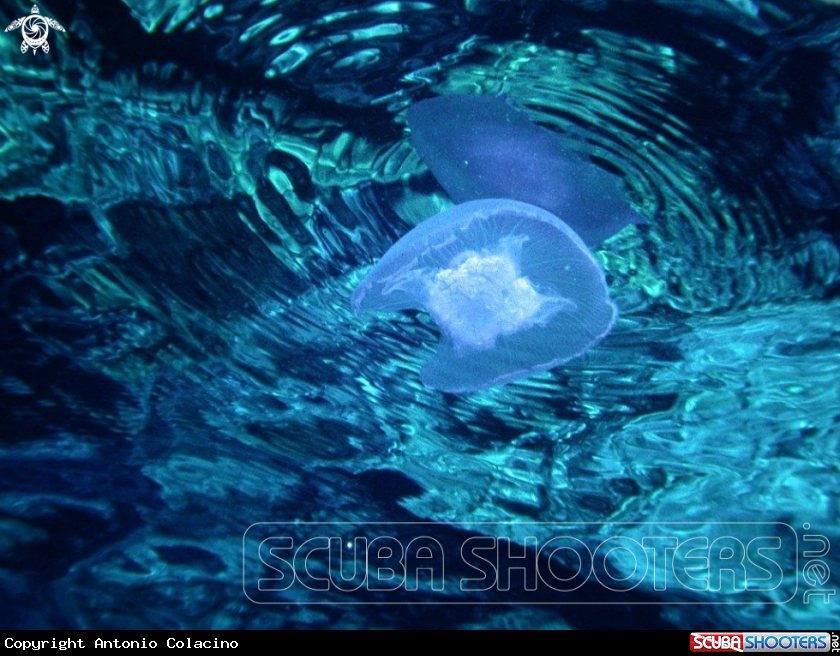 A jelly fish