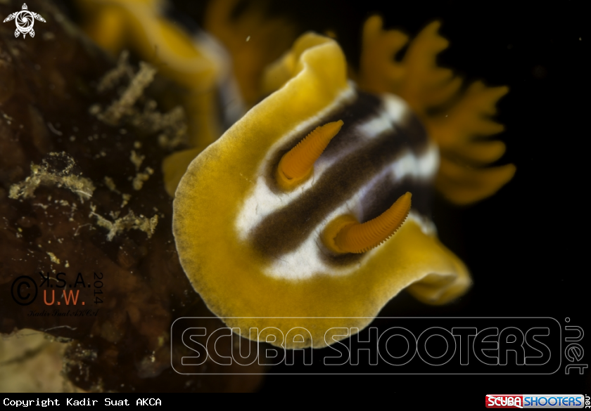 A NUDIBRANCH