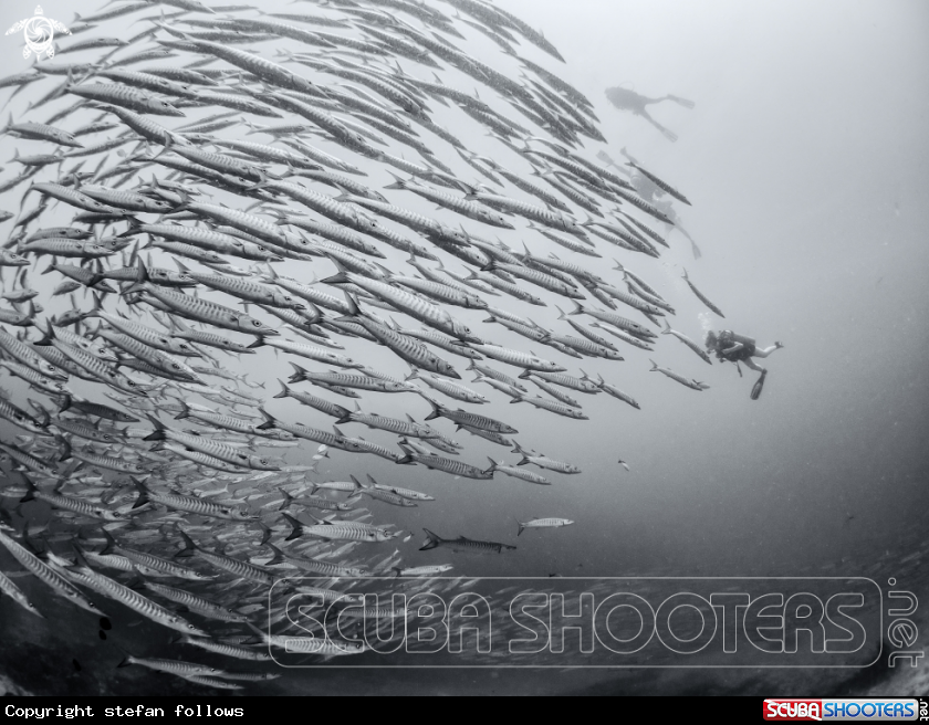 A Chevron Barracuda