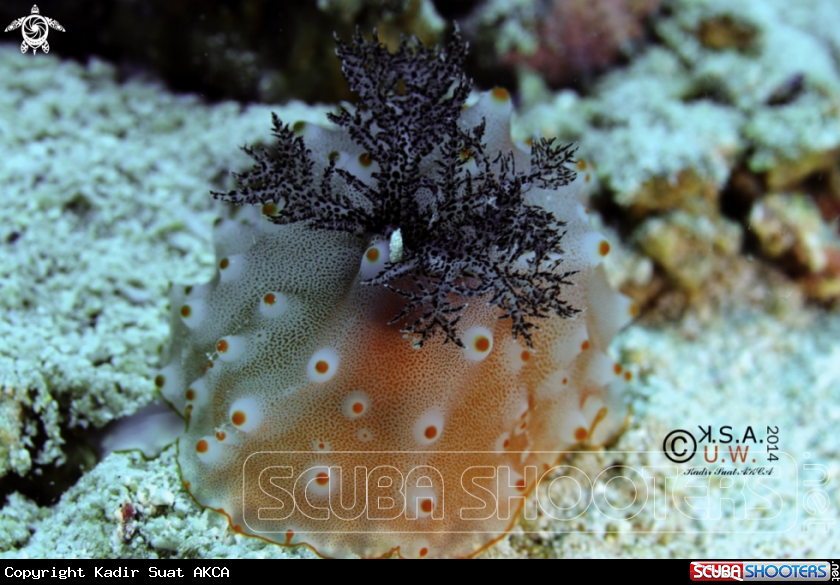 A NUDIBRANCH