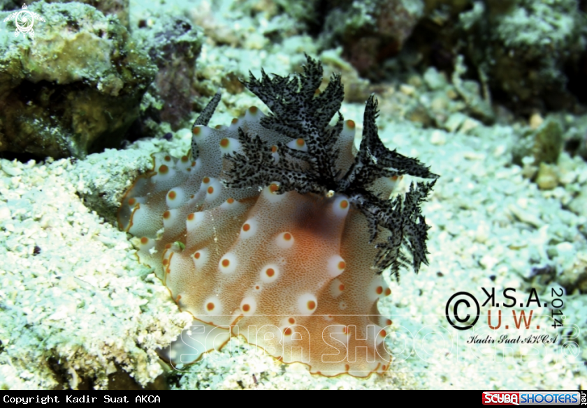 A NUDIBRANCH