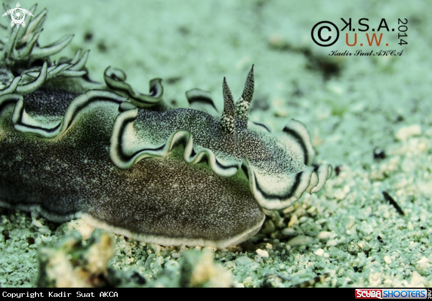 A NUDIBRANCH