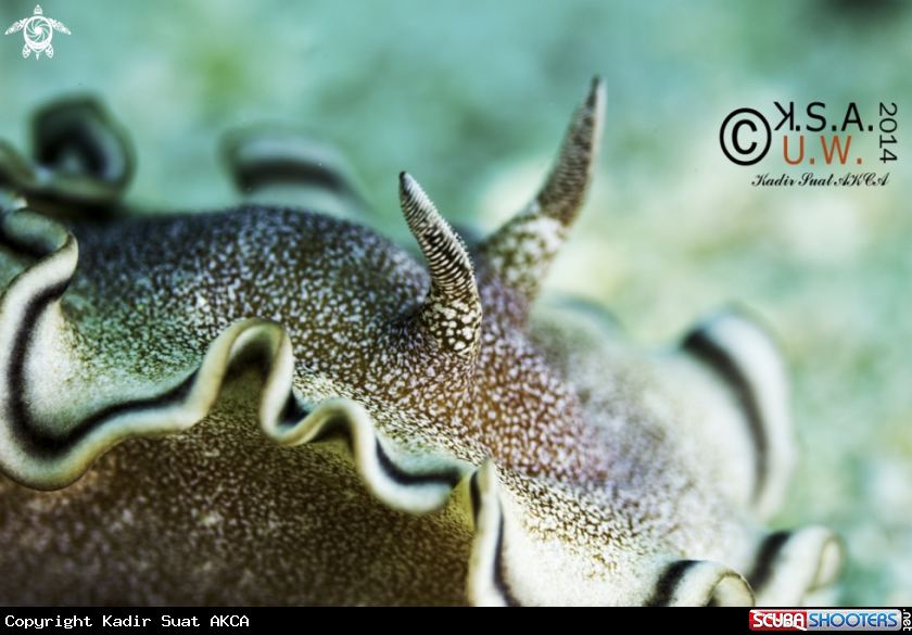 A NUDIBRANCH