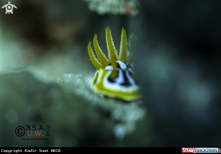 A NUDIBRANCH