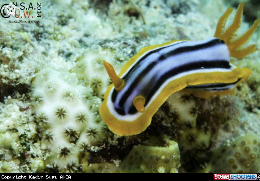 A NUDIBRANCH