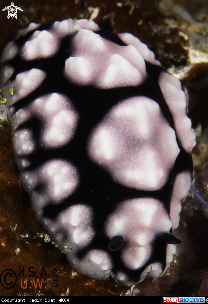 A NUDIBRANCH