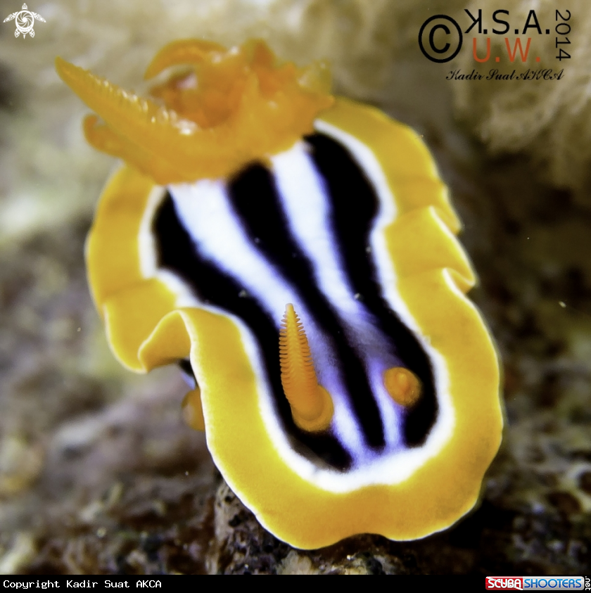 A NUDIBRANCH