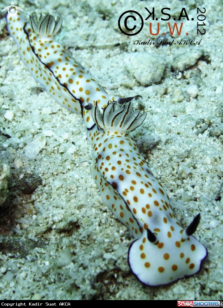 A NUDIBRANCH