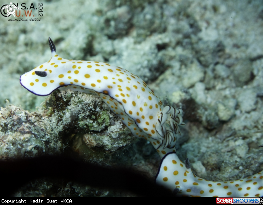 A NUDIBRANCH