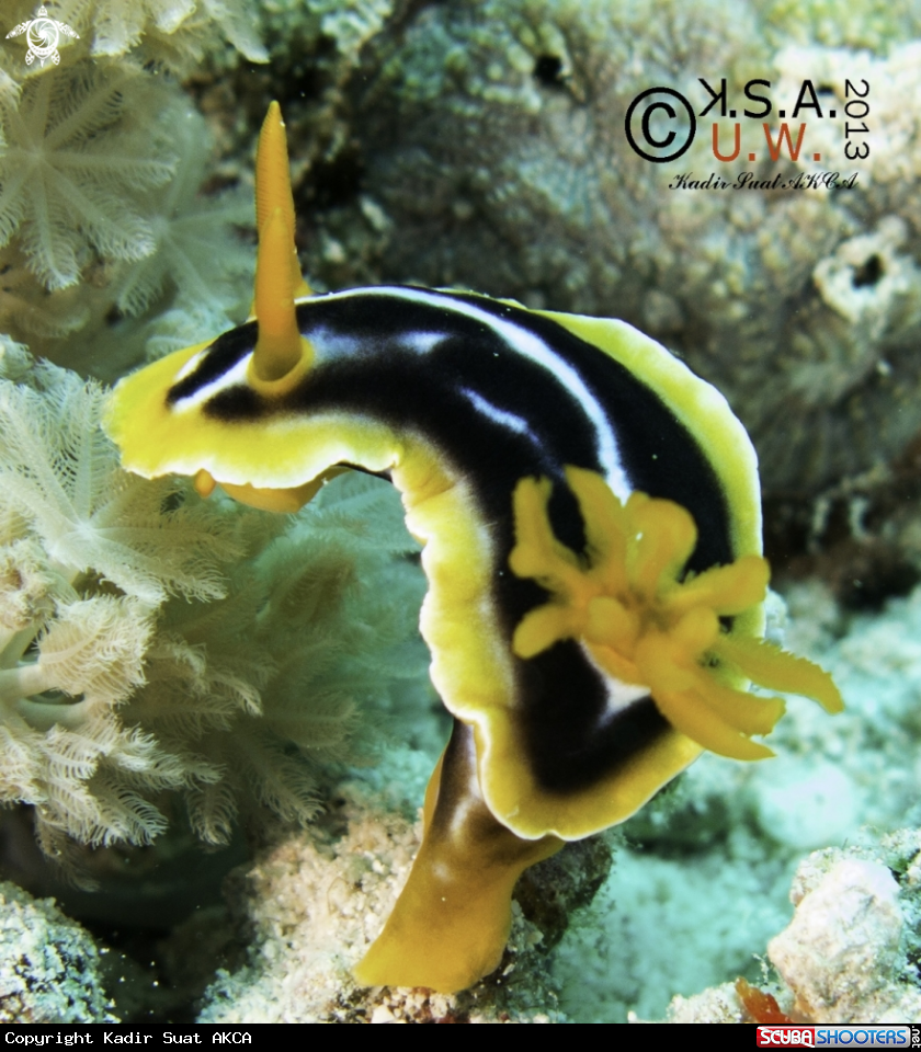 A NUDIBRANCH