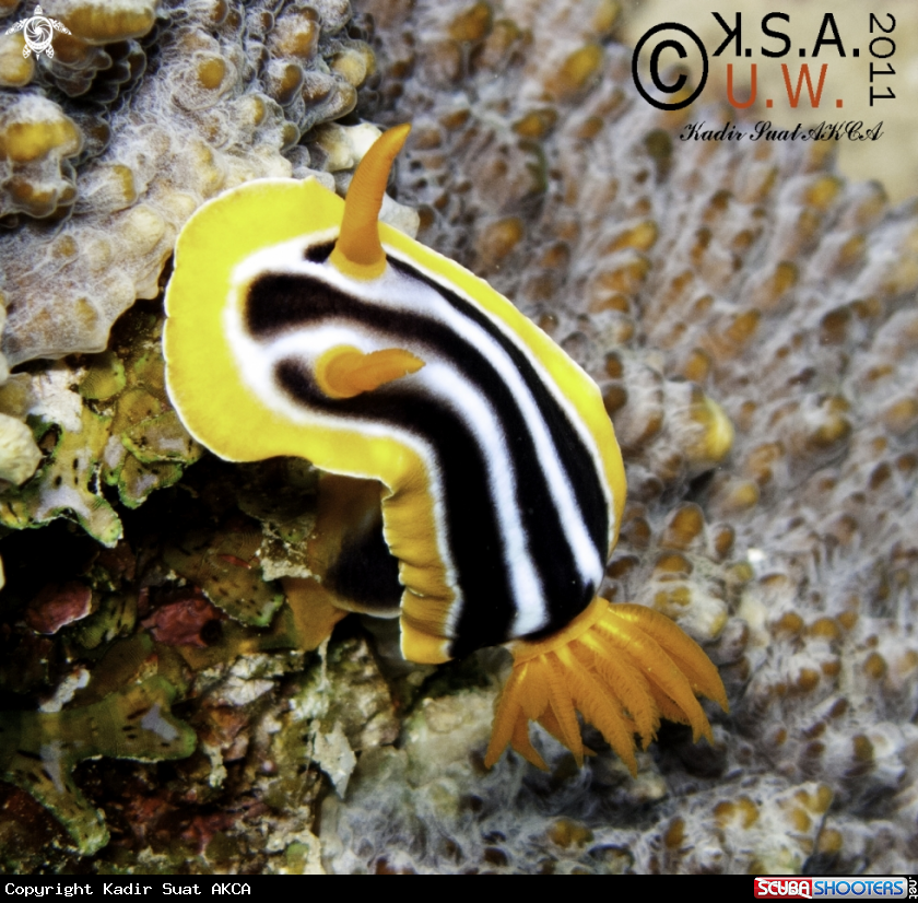 A NUDIBRANCH