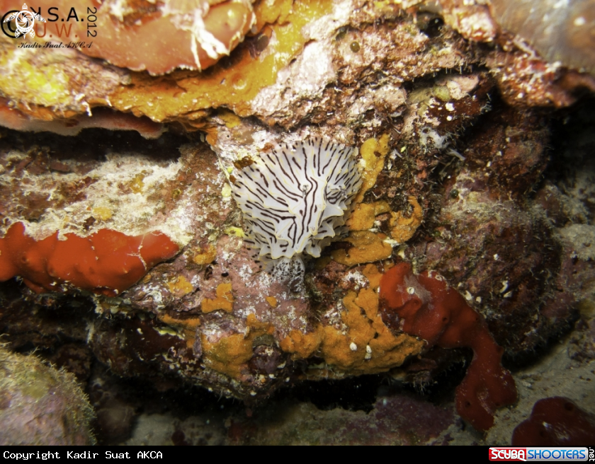 A NUDIBRANCH