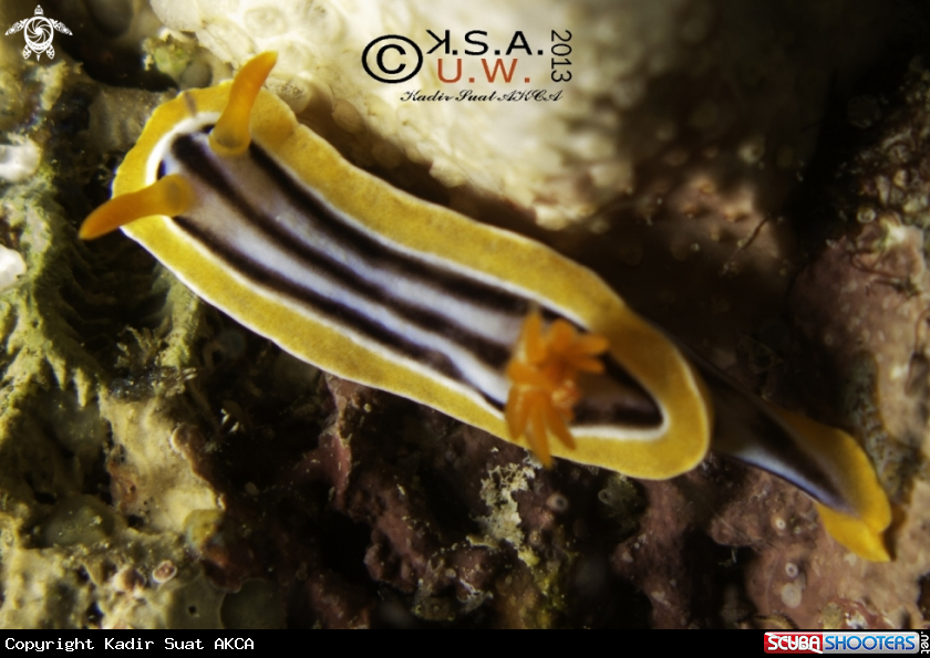 A NUDIBRANCH