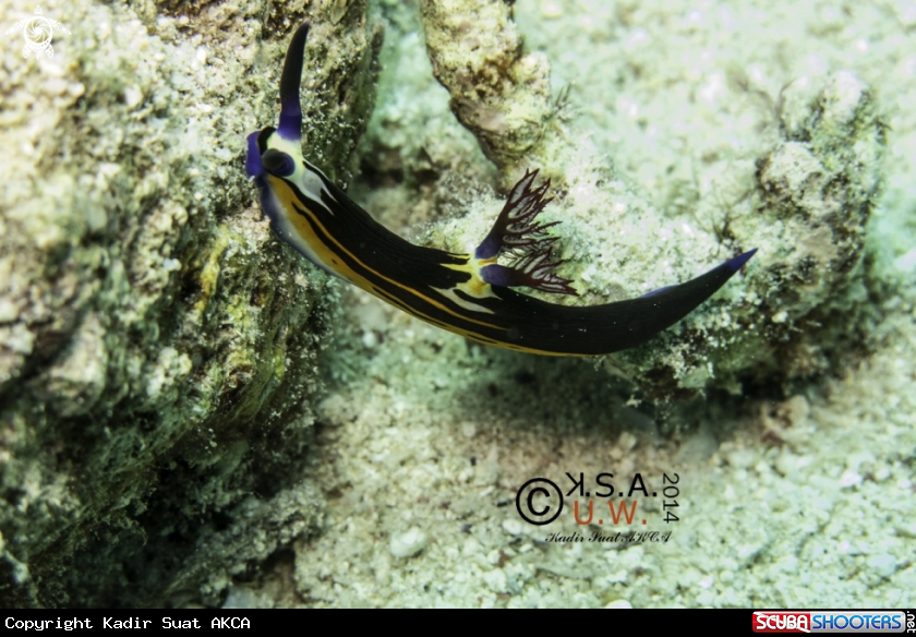 A NUDIBRANCH