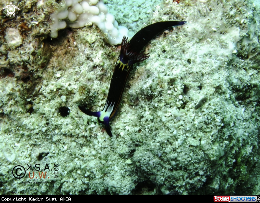 A NUDIBRANCH