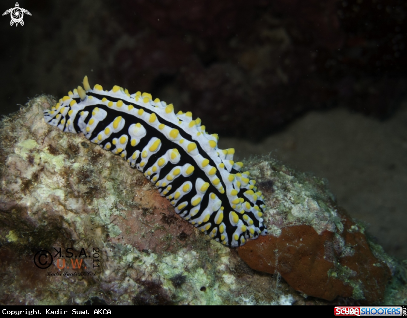 A NUDIBRANCH